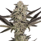 Purple Pickle Auto - SENSI SEEDS