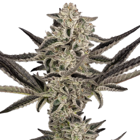 Purple Pickle Auto - SENSI SEEDS