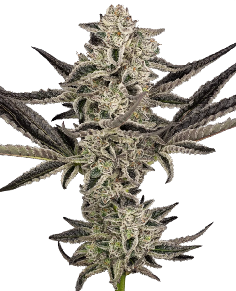 Purple Pickle Auto - SENSI SEEDS