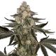 Sauvignon Blanc Auto - SENSI SEEDS