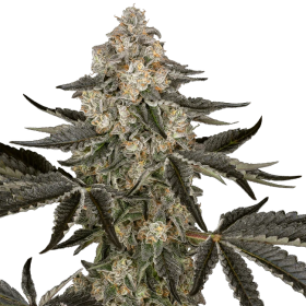 Sauvignon Blanc Auto - SENSI SEEDS