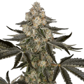 Sauvignon Blanc Auto - SENSI SEEDS