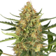 Blueberry Bubblegum Auto - SENSI SEEDS