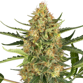 Blueberry Bubblegum Auto - SENSI SEEDS