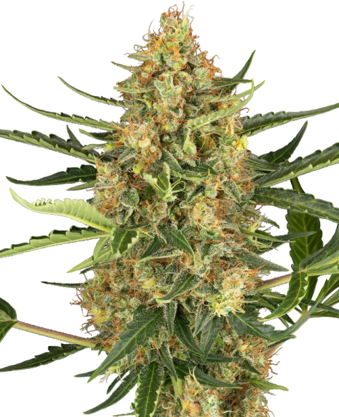 Blueberry Bubblegum Auto - SENSI SEEDS