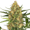Blueberry Bubblegum Auto - SENSI SEEDS