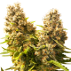 Banana Kush Cake Auto - SENSI SEEDS