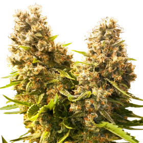 Banana Kush Cake Auto - SENSI SEEDS