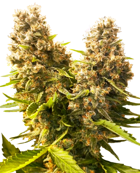 Banana Kush Cake Auto - SENSI SEEDS