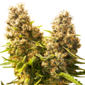 Banana Kush Cake Auto - SENSI SEEDS