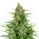 Double Kush Cake Auto - SENSI SEEDS