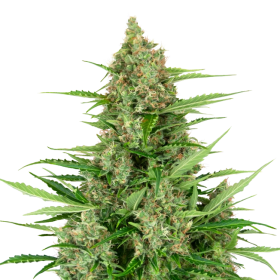 Double Kush Cake Auto - SENSI SEEDS