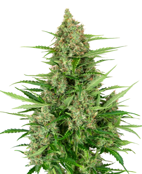 Double Kush Cake Auto - SENSI SEEDS
