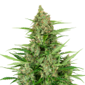 Double Kush Cake Auto - SENSI SEEDS