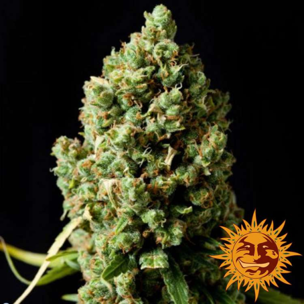 Pineapple Express Auto - BARNEY’S FARM | TanieSianie.pl