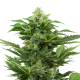 Afghan Pearl CBD Auto - SENSI SEEDS