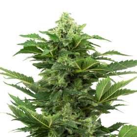 Afghan Pearl CBD Auto - SENSI SEEDS