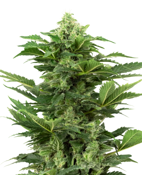 Afghan Pearl CBD Auto - SENSI SEEDS
