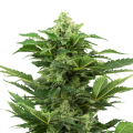 Afghan Pearl CBD Auto - SENSI SEEDS