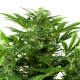 Mandarin Punch Auto - SENSI SEEDS