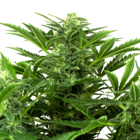 Mandarin Punch Auto - SENSI SEEDS
