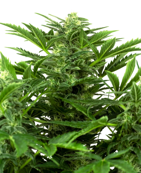 Mandarin Punch Auto - SENSI SEEDS