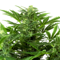 Mandarin Punch Auto - SENSI SEEDS