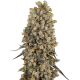 Atomic Blue Dream - SENSI SEEDS