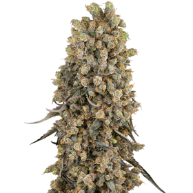 Atomic Blue Dream - SENSI SEEDS