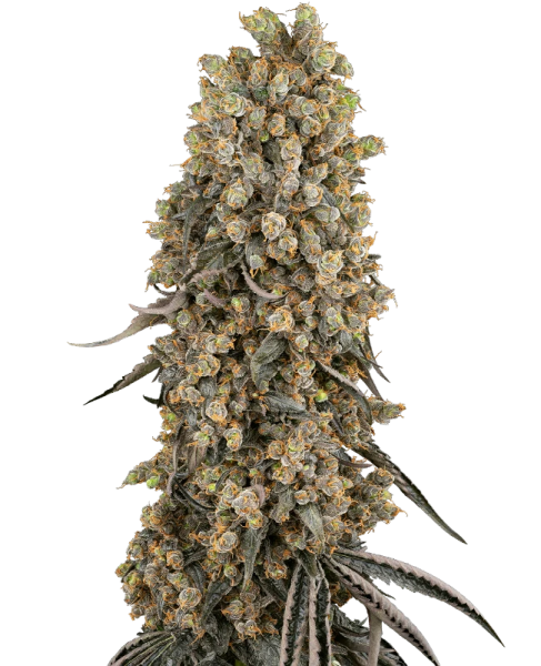 Atomic Blue Dream - SENSI SEEDS