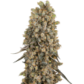 Atomic Blue Dream - SENSI SEEDS