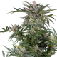 Dosimosa - SENSI SEEDS