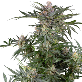 Dosimosa - SENSI SEEDS