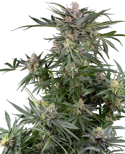 Dosimosa - SENSI SEEDS