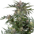 Dosimosa - SENSI SEEDS