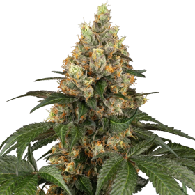 Chocolate Rainbow XXL - SENSI SEEDS