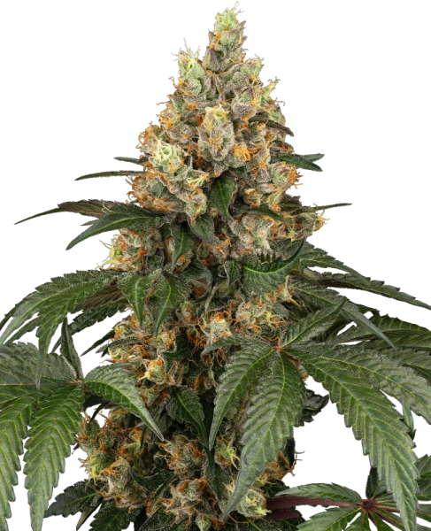 Chocolate Rainbow XXL - SENSI SEEDS