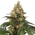 Chocolate Rainbow XXL - SENSI SEEDS