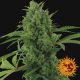 Pineapple Express Auto - BARNEY’S FARM | TanieSianie.pl