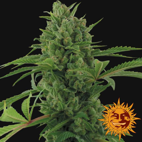 Pineapple Express Auto - BARNEY’S FARM | TanieSianie.pl