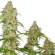 Banana Kush Cake - SENSI SEEDS