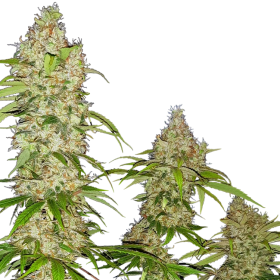 Banana Kush Cake - SENSI SEEDS