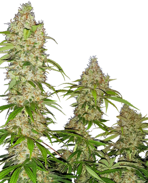 Banana Kush Cake - SENSI SEEDS