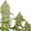 Banana Kush Cake - SENSI SEEDS