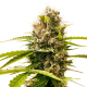 Mandarin Punch - SENSI SEEDS