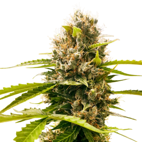 Mandarin Punch - SENSI SEEDS