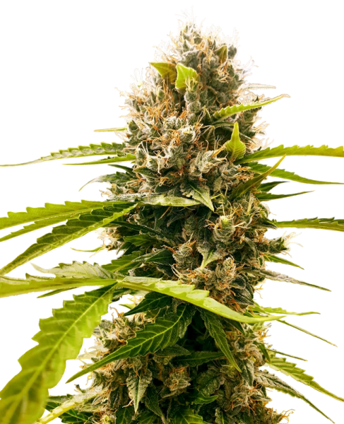 Mandarin Punch - SENSI SEEDS