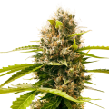 Mandarin Punch - SENSI SEEDS