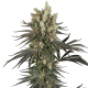 Slam Dank - SENSI SEEDS