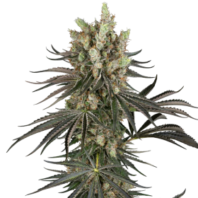 Slam Dank - SENSI SEEDS